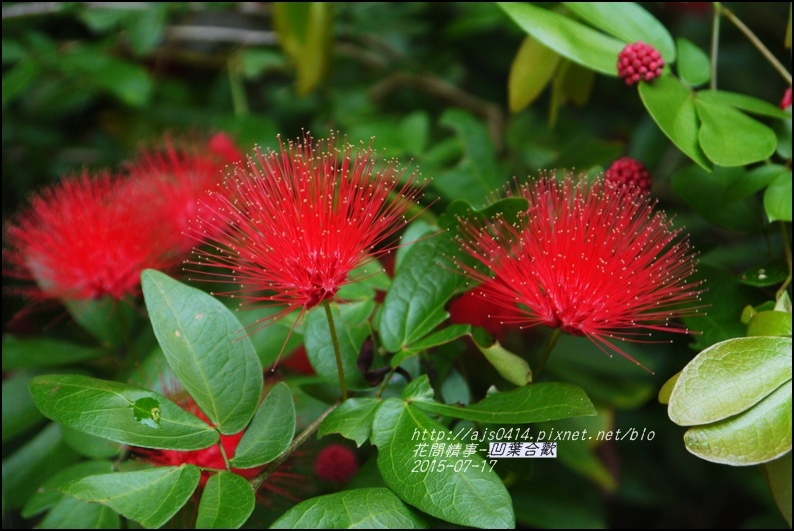 2015-07-凹葉合歡9.jpg 2015-07-凹葉合歡9.jpg