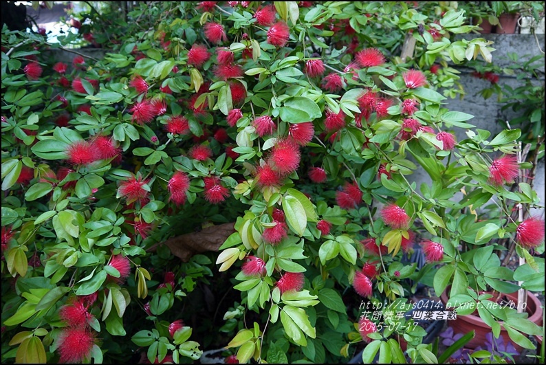 2015-07-凹葉合歡11.jpg 2015-07-凹葉合歡11.jpg