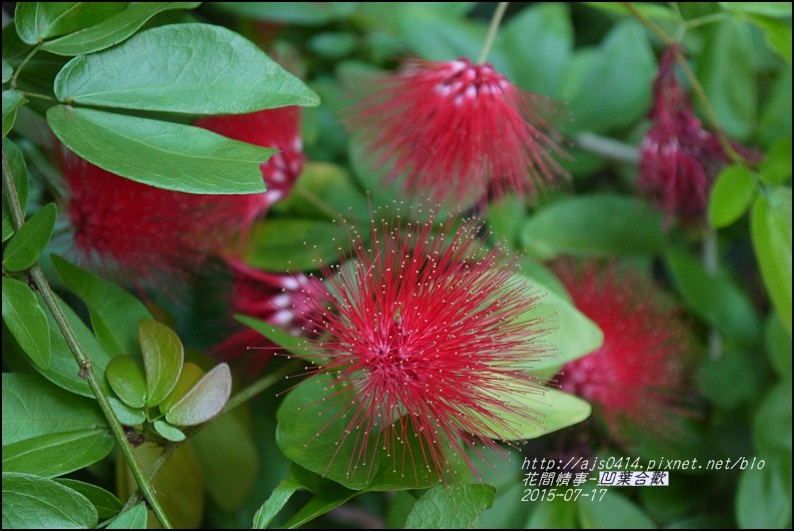 2015-07-凹葉合歡12.jpg 2015-07-凹葉合歡12.jpg