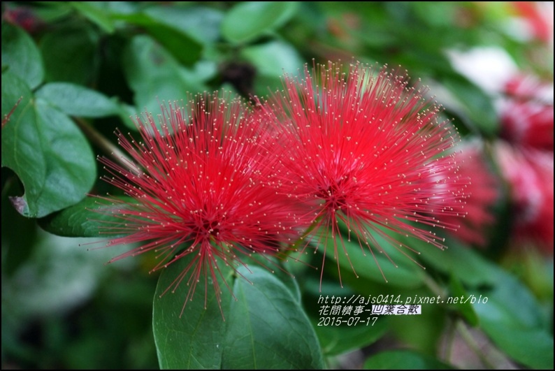 2015-07-凹葉合歡13.jpg 2015-07-凹葉合歡13.jpg