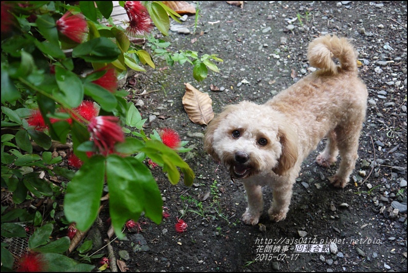 2015-07-凹葉合歡14.jpg 2015-07-凹葉合歡14.jpg