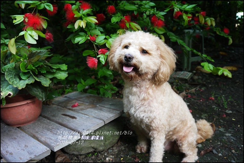 2015-07-凹葉合歡15.jpg 2015-07-凹葉合歡15.jpg