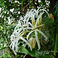 2015-07-文殊蘭5.jpg