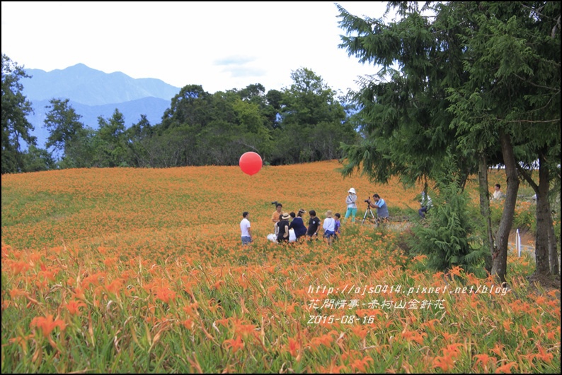 2015-赤柯山金針花季7.jpg