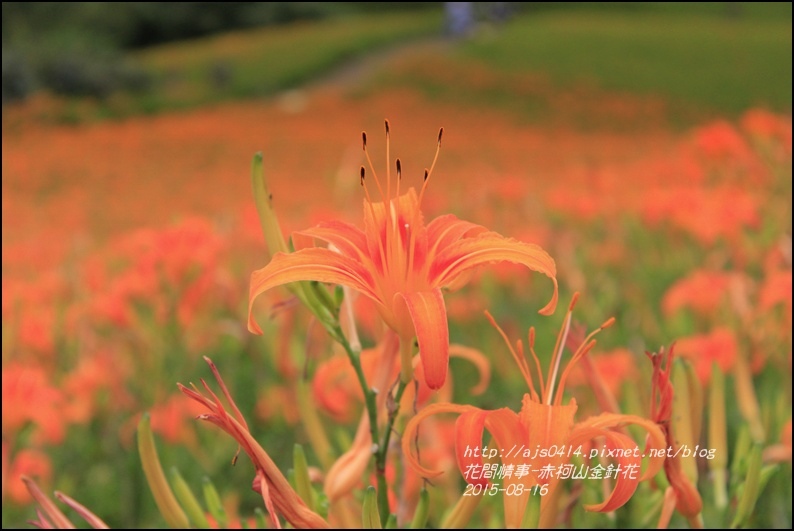 2015-赤柯山金針花季21.jpg