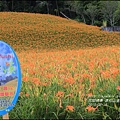 2015-赤柯山金針花季48.jpg