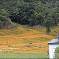 2015-赤柯山金針花季51.jpg