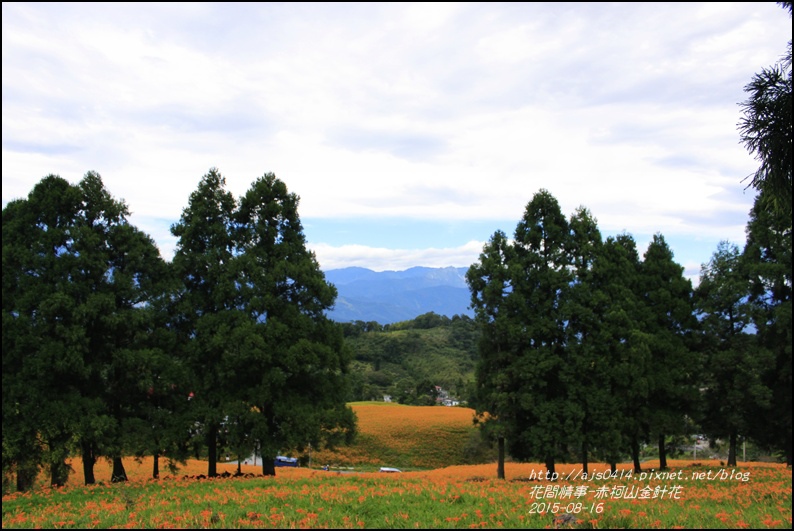 2015-赤柯山金針花季53.jpg