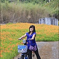 2015-赤柯山金針花季55.jpg