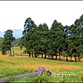 2015-赤柯山金針花季59.jpg
