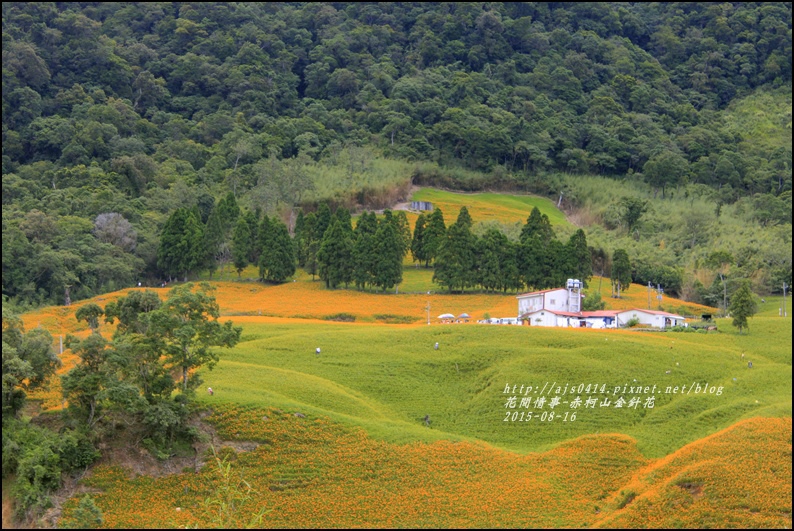 2015-赤柯山金針花季80.jpg