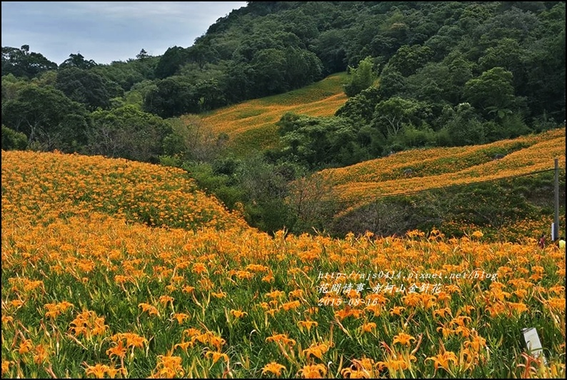 2015-赤柯山金針花86.jpg