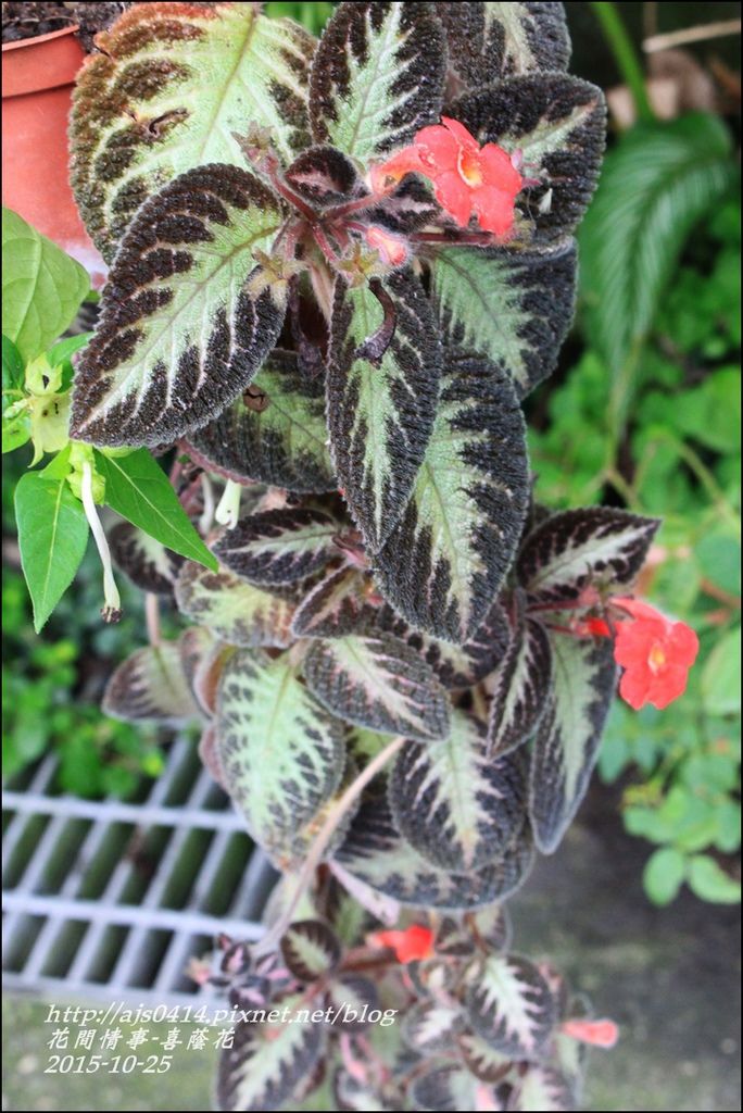 2015-10-喜蔭花12.jpg 2015-10-喜蔭花12.jpg