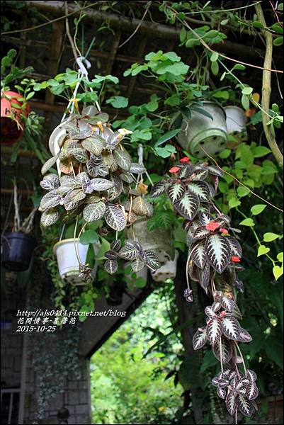 2015-10-喜蔭花9.jpg
