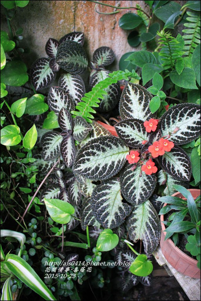 2015-10-喜蔭花10.jpg 2015-10-喜蔭花10.jpg