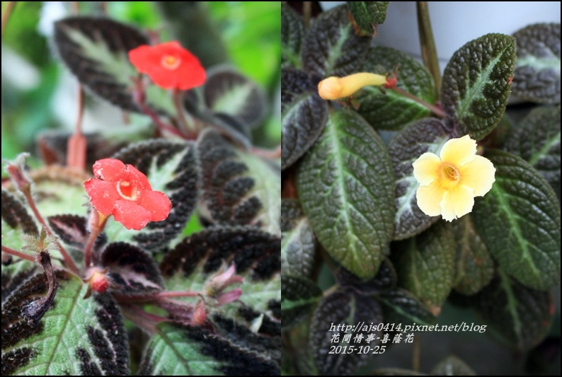 2015-10-喜蔭花13.jpg 2015-10-喜蔭花13.jpg