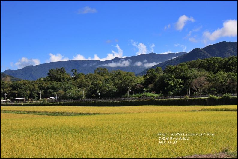 2015-11-池上金色大地7.jpg