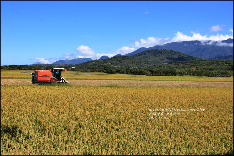 2015-11-池上金色大地8.jpg