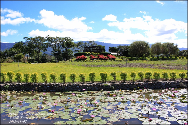 2015-11-池上四季花海3.jpg