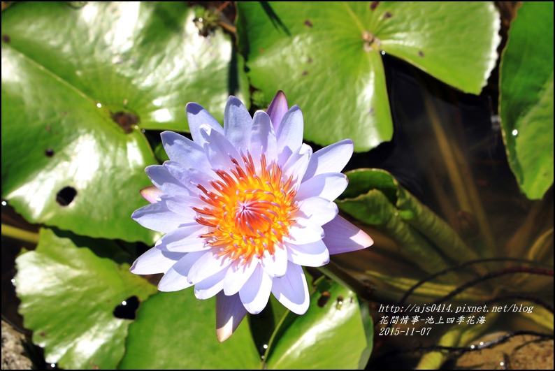 2015-11-池上四季花海5.jpg