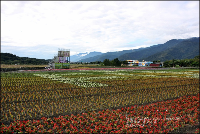 2015-12-富里花海2.jpg