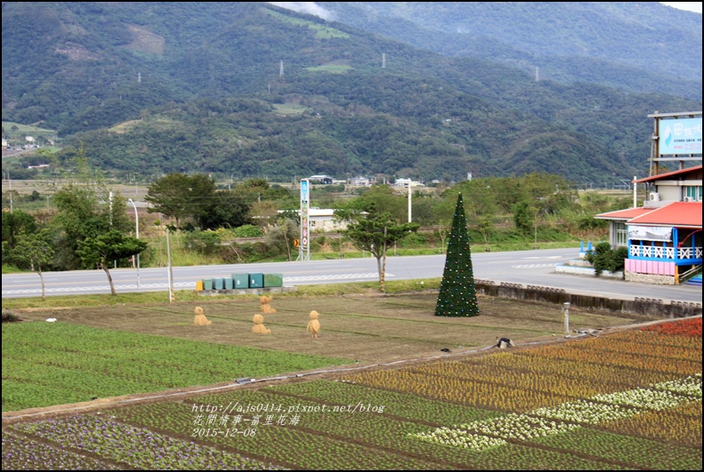 2015-12-富里花海7.jpg