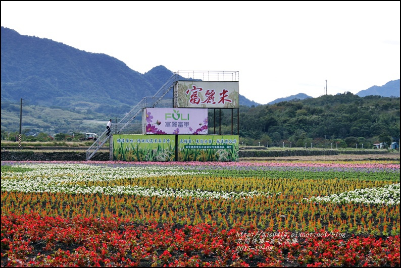 2015-12-富里花海22.jpg