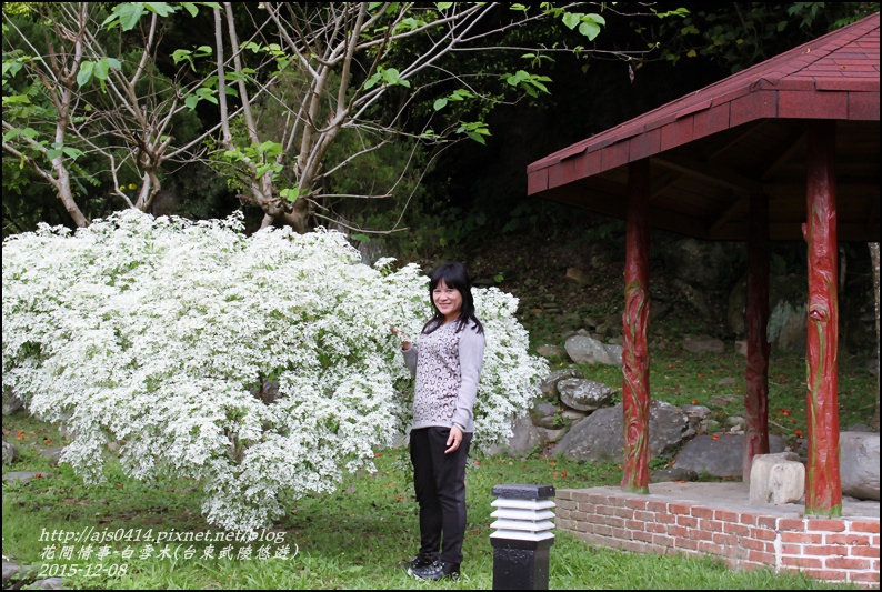 2015-12-白雪木(台東武陵悠遊)8.jpg