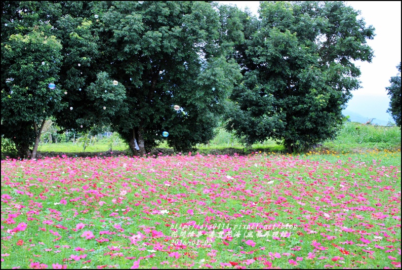 2016-01-壽豐花海(豐華再現館)9.jpg 2016-01-壽豐花海(豐華再現館)9.jpg