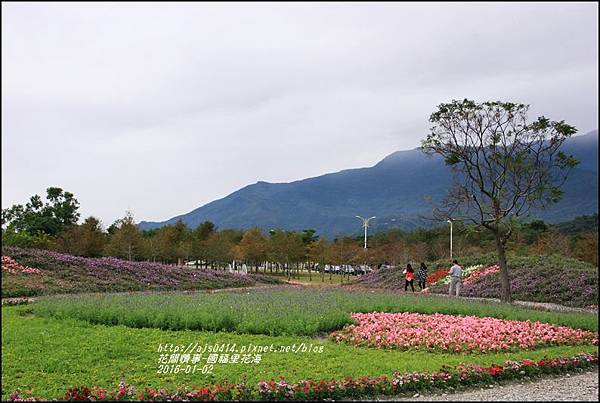 2016-01-國福里花海32.jpg