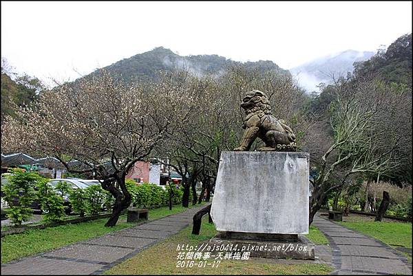 2016-01-天祥梅園15.jpg