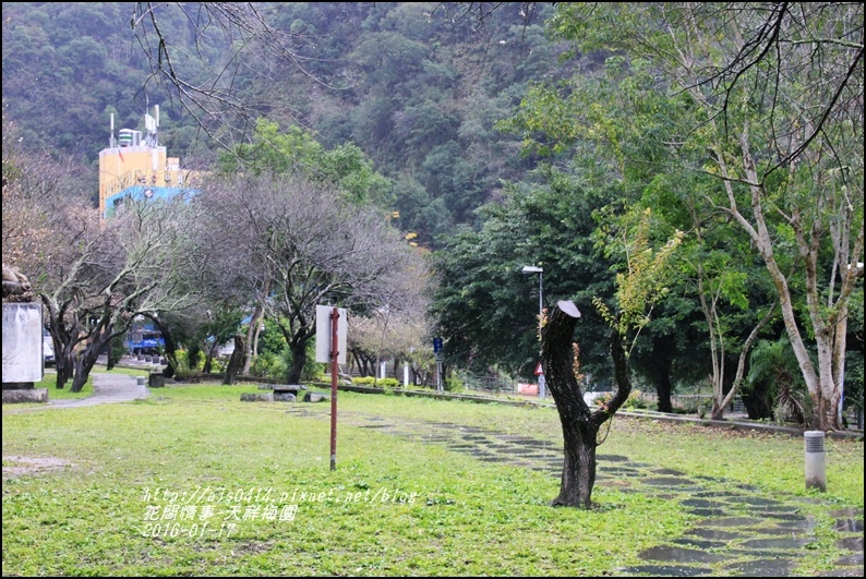 2016-01-天祥梅園24.jpg