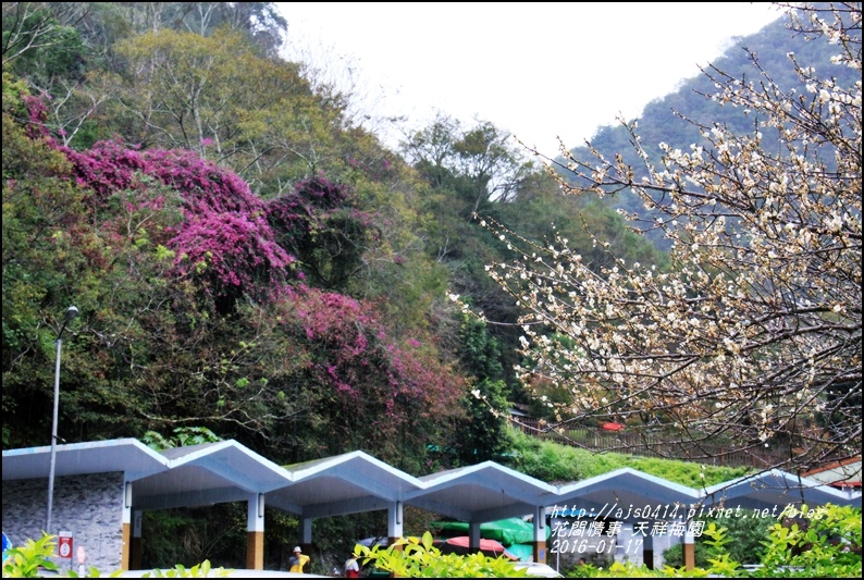 2016-01-天祥梅園27.jpg