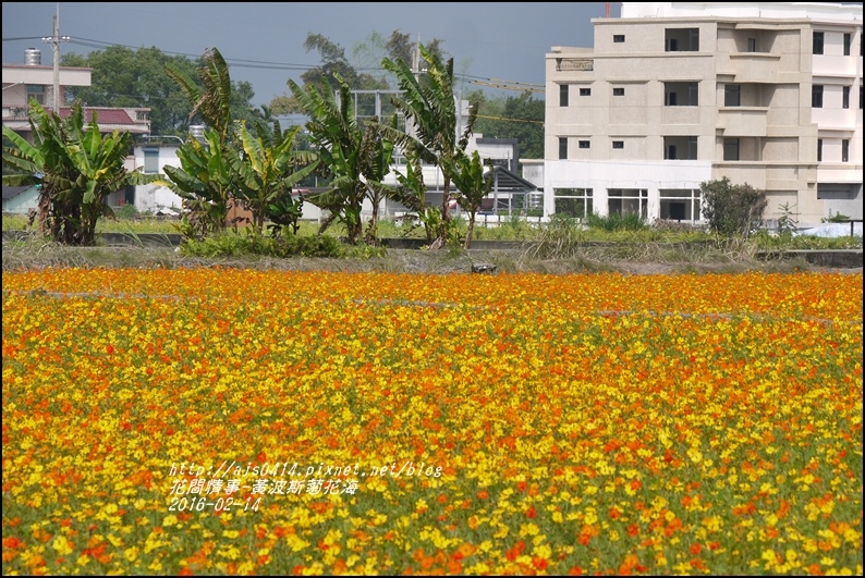 2016-02-黃波斯花海15.jpg