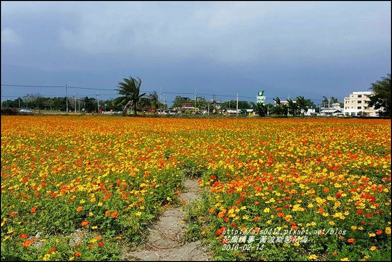 2016-02-黃波斯花海1.jpg