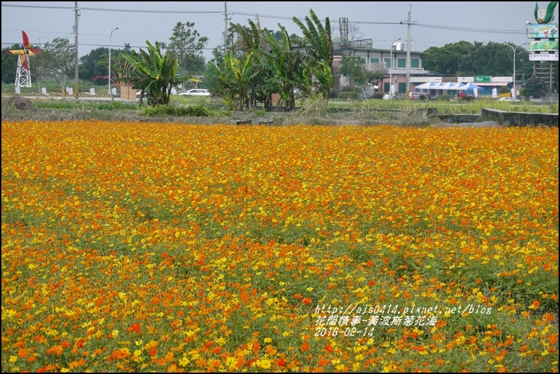 2016-02-黃波斯花海2.jpg