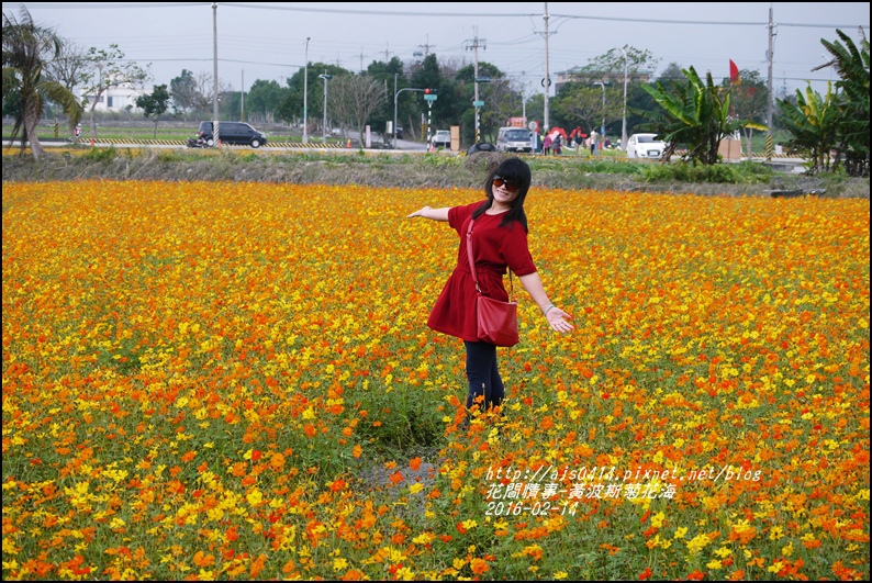 2016-02-黃波斯花海3.jpg