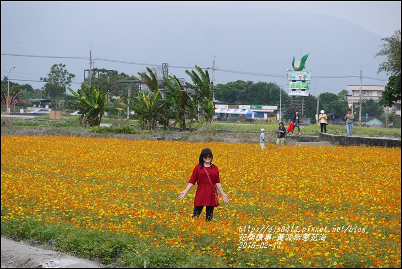 2016-02-黃波斯花海6.jpg