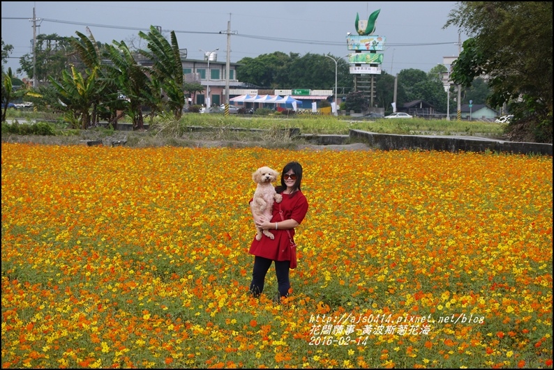 2016-02-黃波斯花海9.jpg