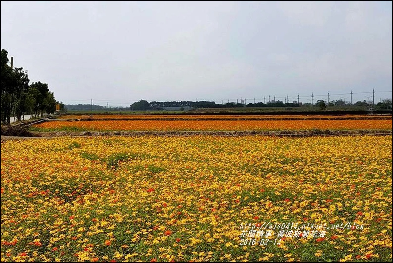 2016-02-黃波斯花海10.jpg