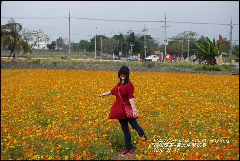 2016-02-黃波斯花海13.jpg