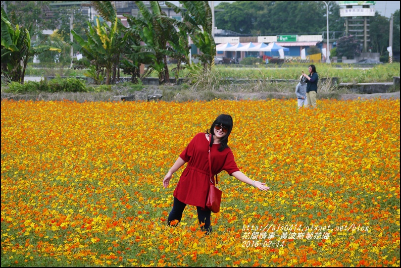 2016-02-黃波斯花海14.jpg