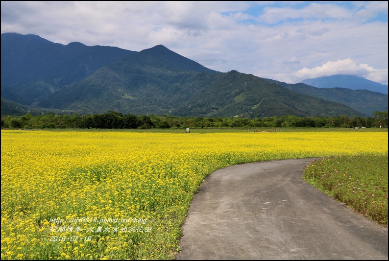 2016-02-大農大富平地森林油菜花田1.jpg