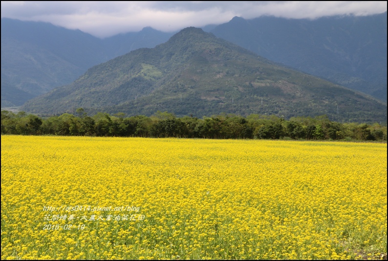 2016-02-大農大富平地森林油菜花田2.jpg