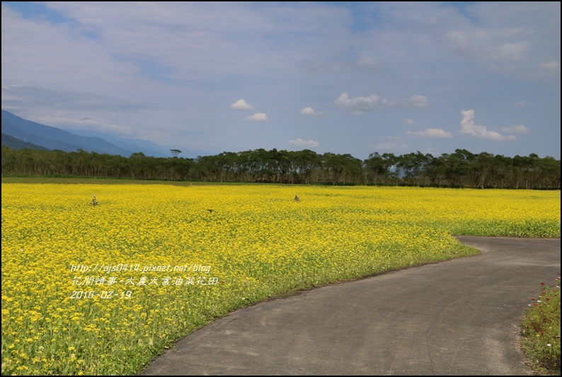 2016-02-大農大富平地森林油菜花田3.jpg