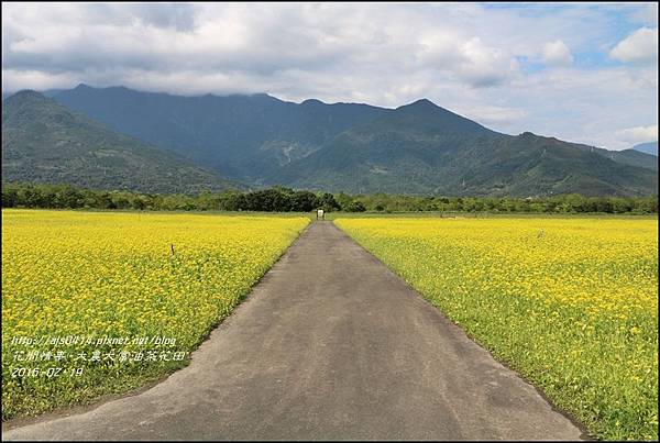 2016-02-大農大富平地森林油菜花田5.jpg