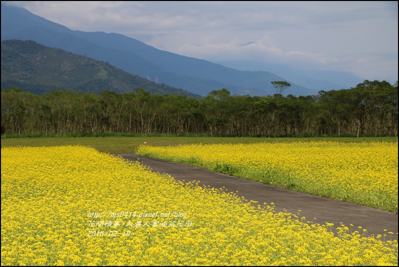 2016-02-大農大富平地森林油菜花田6.jpg