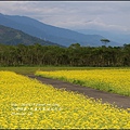 2016-02-大農大富平地森林油菜花田6.jpg