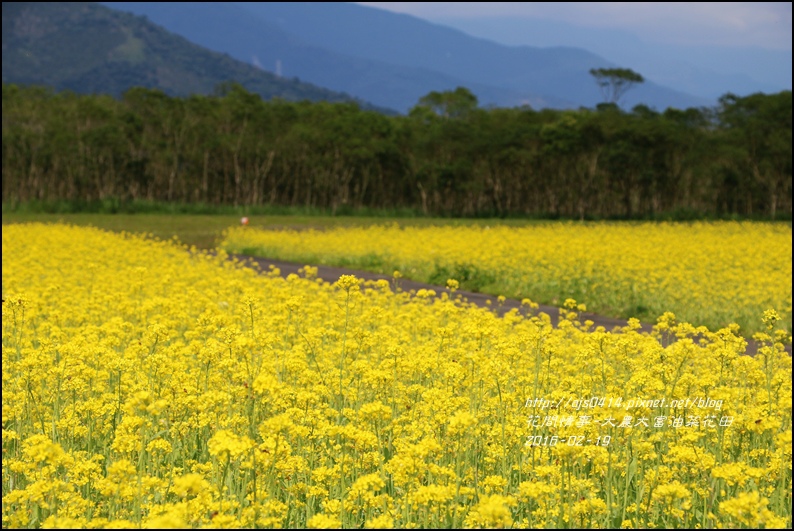 2016-02-大農大富平地森林油菜花田7.jpg