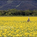 2016-02-大農大富平地森林油菜花田8.jpg